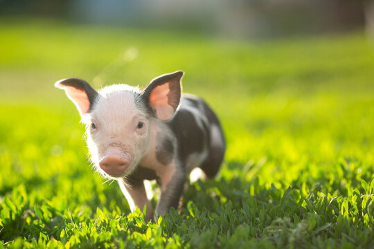 cutie and funny young pig is standing on the green grass. Happy piglet on the meadow, small piglet in the farm posing on camera on family farm. Regular day on the farm