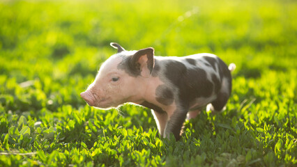 Adorable baby piglets, including pink and black-spotted breeds, playfully exploring a vibrant green pasture. Cute free-roaming farm animals foraging in tall grass and sniffing weeds on a bright, sunny © Bogdan