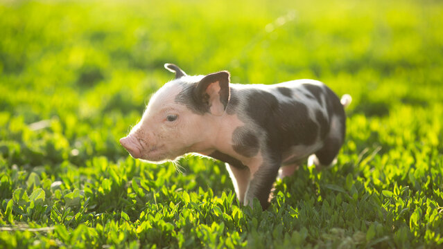 Adorable baby piglets, including pink and black-spotted breeds, playfully exploring a vibrant green pasture. Cute free-roaming farm animals foraging in tall grass and sniffing weeds on a bright, sunny