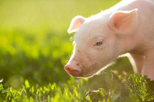 cutie and funny young pig is standing on the green grass. Happy piglet on the meadow, small piglet in the farm posing on camera on family farm. Regular day on the farm