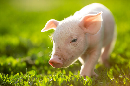 cutie and funny young pig is standing on the green grass. Happy piglet on the meadow, small piglet in the farm posing on camera on family farm. Regular day on the farm