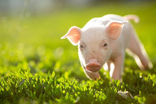 Adorable baby piglets, including pink and black-spotted breeds, playfully exploring a vibrant green pasture. Cute free-roaming farm animals foraging in tall grass and sniffing weeds on a bright, sunny
