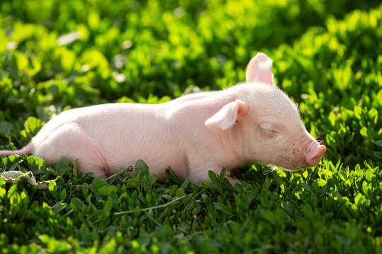cutie and funny young pig is standing on the green grass. Happy piglet on the meadow, small piglet in the farm posing on camera on family farm. Regular day on the farm