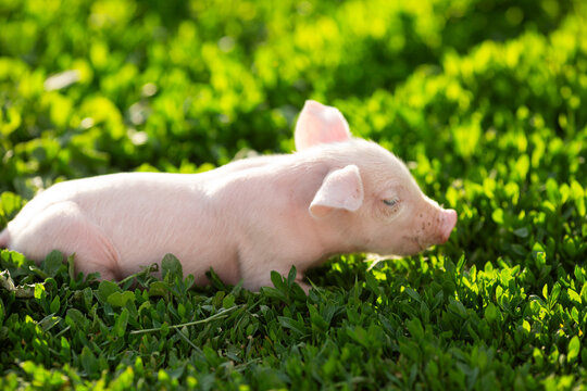 Adorable baby piglets, including pink and black-spotted breeds, playfully exploring a vibrant green pasture. Cute free-roaming farm animals foraging in tall grass and sniffing weeds on a bright, sunny