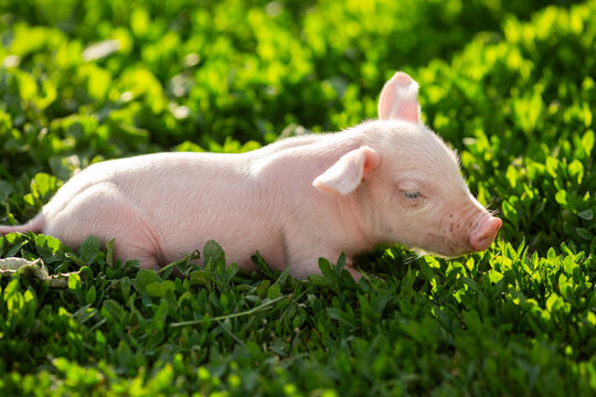 cutie and funny young pig is standing on the green grass. Happy piglet on the meadow, small piglet in the farm posing on camera on family farm. Regular day on the farm