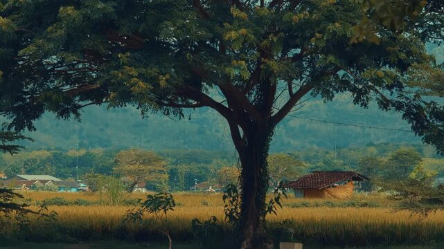 A tranquil countryside vista featuring a mature tree in the foreground overlooking vibrant golden rice paddies and a traditional small shack under a soft, diffused daylight.