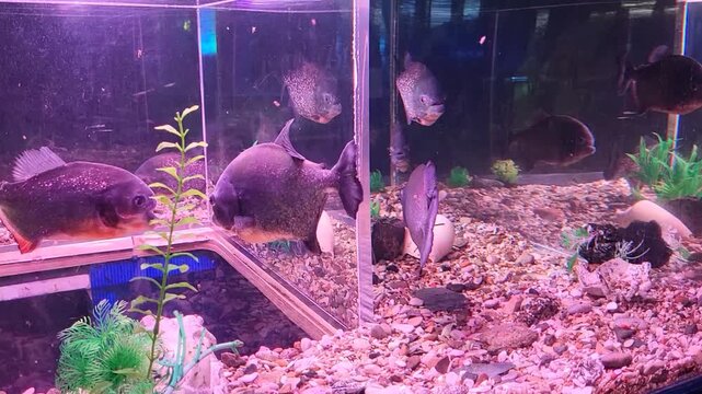 Natterer's shiny piranhas swim slowly in the aquarium