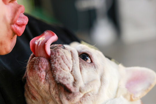Happy person receiving sweet kiss from cute white french bulldog extending its tongue to lick face showing deep love and strong bond between owner and beloved pet dog
