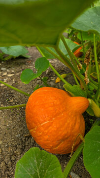 The one orange fresh pumpkin Red Kuri Squash with the branch in the garden. Selective focus.