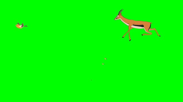 Wild beautiful gazelles running rapidly and small birds flying overhead 2d animated cartoon on green screen chroma key background. high quality loop cycle vector illustration animation