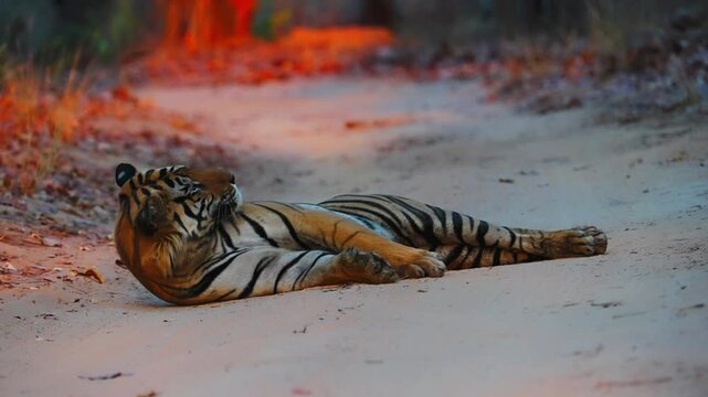 Resting tiger sprawled in shade, powerful body relaxed, eyes half-closed&mdash;a lethal predator at tranquil rest