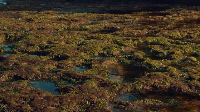 Close-up of moss-covered volcanic rocks and crystal clear water in tide pools along the Pacific coastline during golden hour, capturing a serene and natural marine environment.