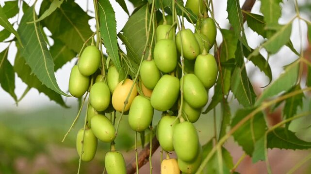 Close-up view of fresh green neem fruits hanging naturally on a neem tree branch with lush leaves in daylight. Neem (Azadirachta indica)