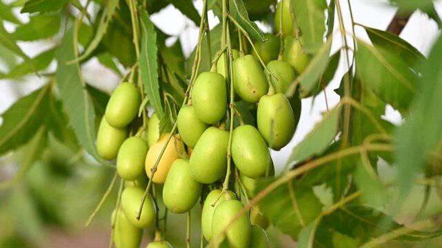Close-up view of fresh green neem fruits hanging naturally on a neem tree branch with lush leaves in daylight. Neem (Azadirachta indica)
