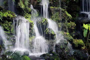 Obraz premium Beautiful waterfall flowing over moss and rock in deep green nature creates peaceful tranquil landscape feeling serene calming stream of pure fresh spring water bringing joy to outdoor scene