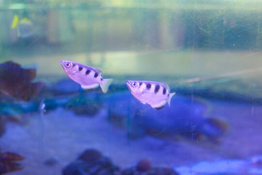 Two banded archerfish swimming underwater in aquarium displaying peaceful and calm expression surrounded by clear blue water in an aquatic nature environment