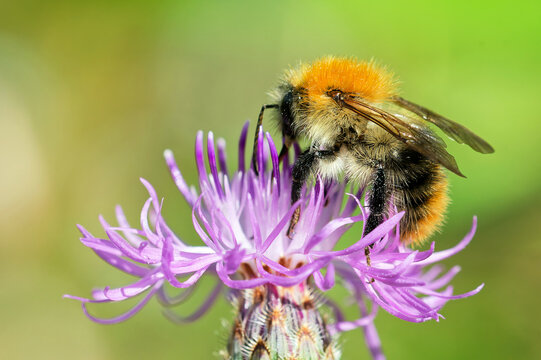 Ackerhummel auf einer Wiesen-Flockenblume