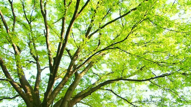 風に揺れている新緑の紅葉の葉