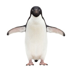 Gentoo penguin standing front view on transparent background © Photo Find