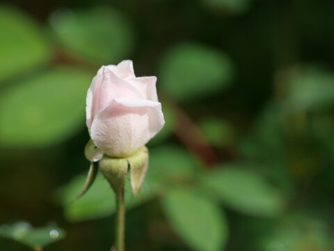 Pink Cecile Brunner Climbing Rose Bud with Copy Space, Colorado Spring