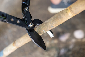 Obraz premium Close up of heavy metal lopper tool cutting strong bamboo branch during focused outdoor garden work reflecting determined effort and intense physical labor to clear tough vegetation efficiently