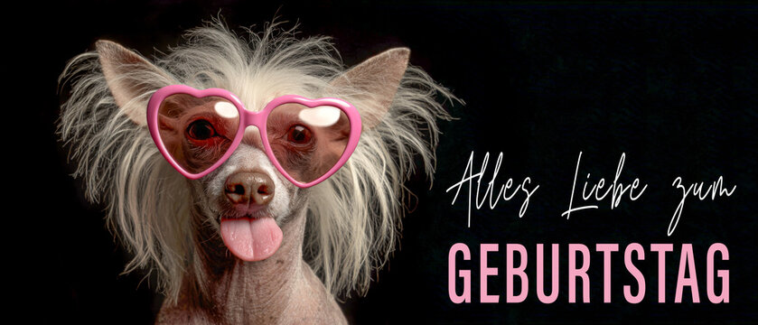Alles Liebe zum Geburtstag, Gru&szlig;karte, Karte lang mit deutschem Text - Lustiger Chinesischer Schopfhund Nackthund mit Herz Sonnenbrille, isolaiert auf schwarzem Hintergrund