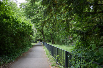 Fototapeta premium A person walks their dog down a tree-lined path in a lush green park during the day