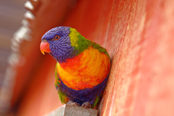 rainbow lorikeet parrot © Dawid Baniowski