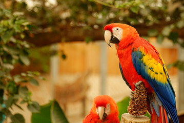red and yellow macaw © Dawid Baniowski
