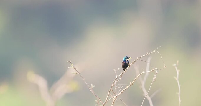 Purple Sunbird male sings on a dried perch, standing out boldly against a clean plain background