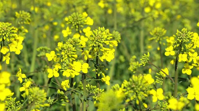 Close details of blooming yellow rapeseed flowers swaying in sunlight