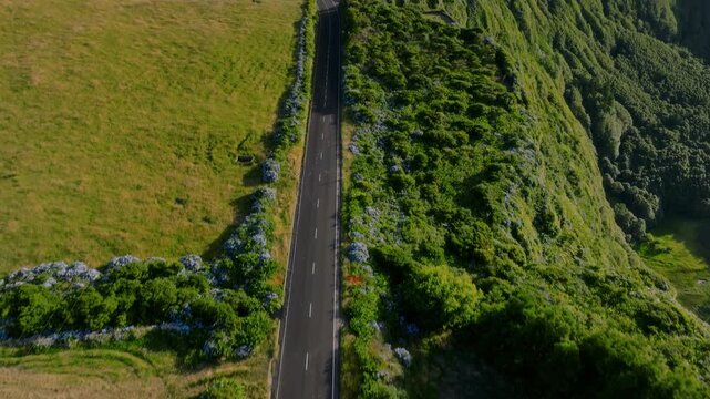 Aerial drone high-angle perspective of a straight asphalt road running along the edge of a dramatic green cliff, bordered by blooming blue hydrangea hedges and sprawling pastures with the Atlantic