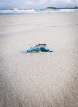 A Bluebottle or Indo-Pacific Portuguese man o' war, (Physalia utriculus) stranded on a deserted white sandy beach in Esperance Western Australia.