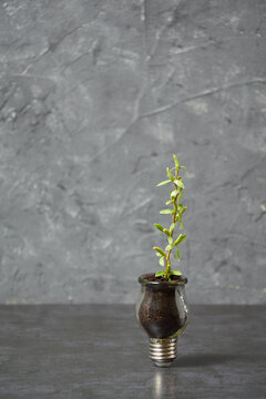 Innovative Eco Concept with Green Plant Growing from Bulb as Sustainable Investment Idea with Copyspace