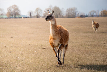 Fototapeta premium Llama walking across dry meadow in countryside landscape. Rural farm landscape with soft natural light and shallow depth of field. Guanaco Running Across Open Field. Wildlife Action Portrait