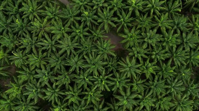 Aerial view of the lush green Llorona Palm Fields with dense tropical vegetation and geometric patterns in Quepos, Provincia de Puntarenas, Costa Rica.