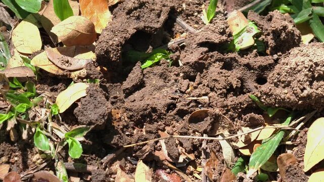 A swarm of termites crawling over dirt and debris