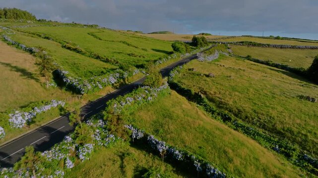 Aerial drone high-angle tracking shot of a car driving down a winding road through golden-green pastures bordered by blooming blue hydrangea hedges, with dramatic hills in the background, Flores