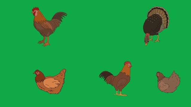 Rooster, Turkey, Chicken, Bird 2d animated cartoon character on green screen chroma key background. High quality farm animal feeding isolated illustration loop cycle vector animation compositing