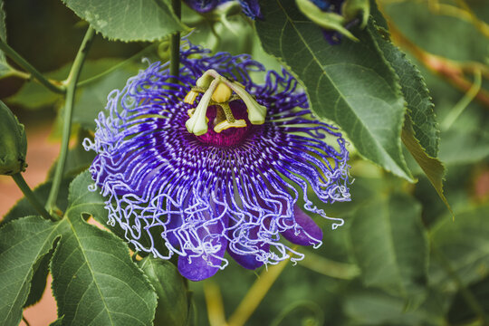 Purple passion flower (Passiflora incarnata), also known as maypop, blooming in natural surroundings with intricate floral patterns and vibrant colors