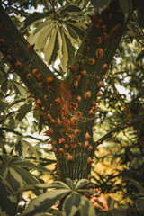 Obraz premium Close-up of cannonball tree trunk bearing orange flowers and buds, commonly known as Nagalinga flower tree (Couroupita guianensis), a tropical ornamental tree often found near temples and gardens