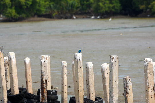 Small blue bird perched on weathered wooden posts