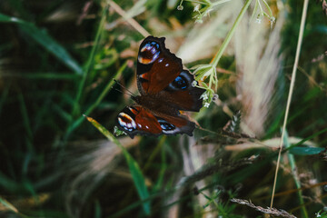 motyl, łąka, natura, skrzydła, paź królowej, © Estera