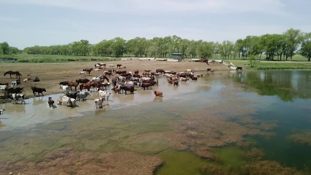 Aerial drone view of herd of cows watering at rural pond on hot summer day. Cattle livestock drinking by the lake shore with green trees and pasture background, stock footage.