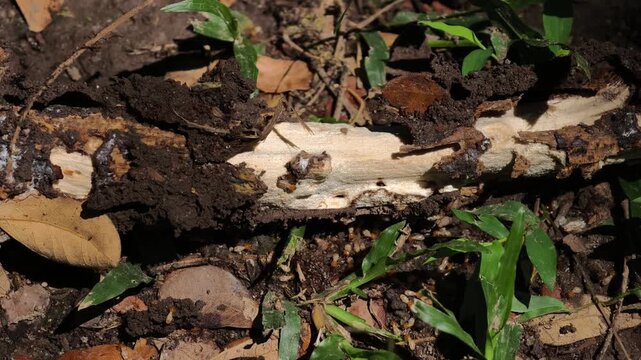 A swarm of termites crawling over dirt and debris
