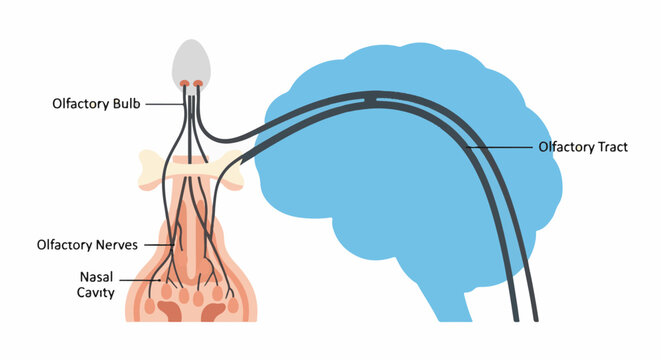 Diagram illustrates olfactory nerves connecting nasal cavity to olfactory bulb and brain