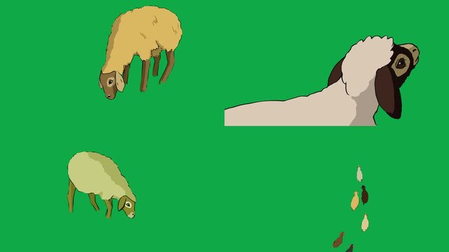 Camel, Sheep, Lamb, Drop 2d animated cartoon character on green screen chroma key background. High quality desert livestock pack isolated illustration loop cycle vector animation compositing
