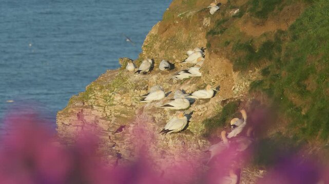 Colony of Northern Gannet, Morus bassanus, Bempton Cliffs, Yorkshire, England