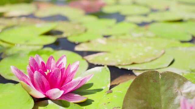 初夏の日差しを浴びてゆらゆら揺れるピンク色の睡蓮の花