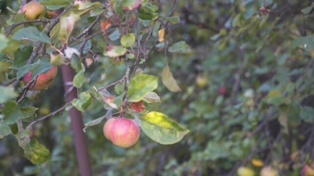 Ripe Gala apples hang on leafy branches in a lush orchard garden as the fruit matures in late summer with red and yellow colors creating a natural fresh harvest scene full of healthy seasonal produce.